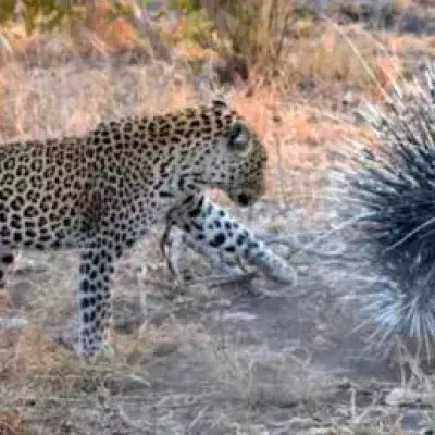 Leopard vs porcupine