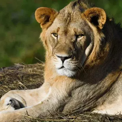 Lion population down to half since release of popular Disney film, 'The Lion King'
