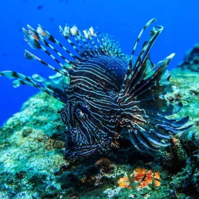 Lionfish