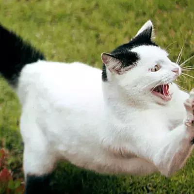 This Little Boy Terrorised A Cat, Who Soon Struck Back!