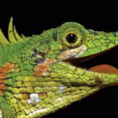 Lizard