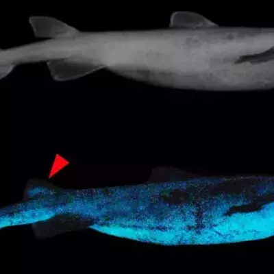 Luminous sharks