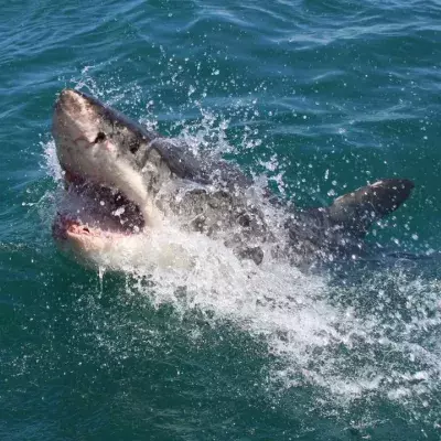 Man caught on camera wrestling shark with his bare hands