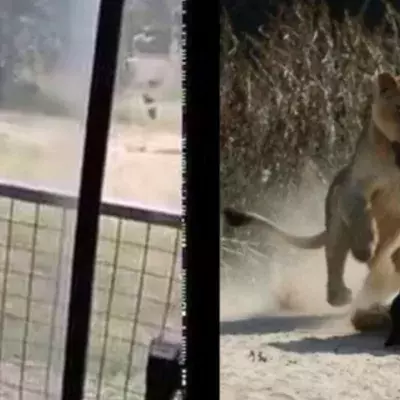Man Gets Mauled by Lions After Scaling 20ft Zoo Enclosure