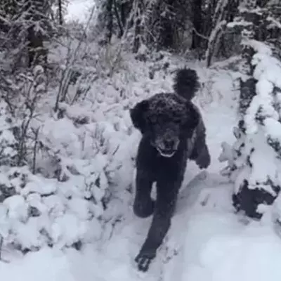 Man or dog?