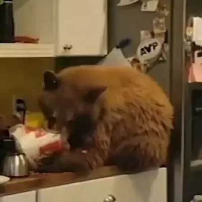 Man shocked to find bear in his kitchen eating from his KFC bucket