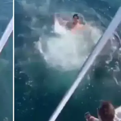 Man throws himself in water with shark