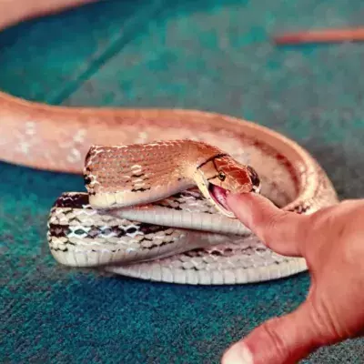 Man Vs Snake