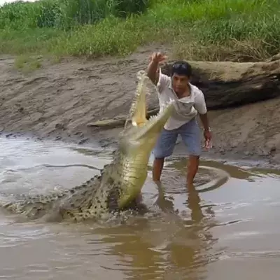 This man was filmed hand-feeding chicken to a crocodile in the wild