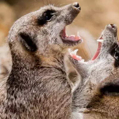Meerkats