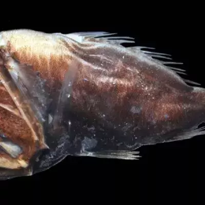 Meet the abyssal fishes, terrifying creatures of the deep