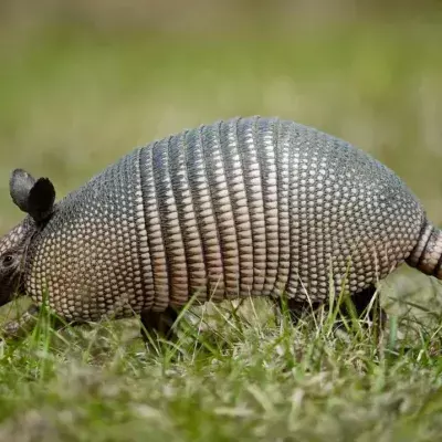 Meet the armadillo, an animal with an oversized penis
