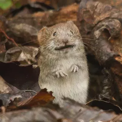 Mouse 