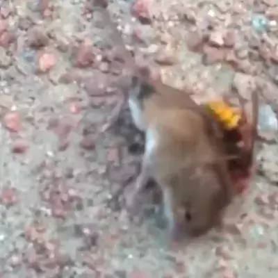 'Murder' hornets are devastating populations in the U.S. 