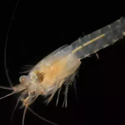 A new shrimp species was discovered... in the middle of London
