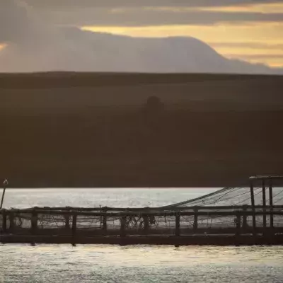 NGO reveals shock investigation into Scottish salmon industry