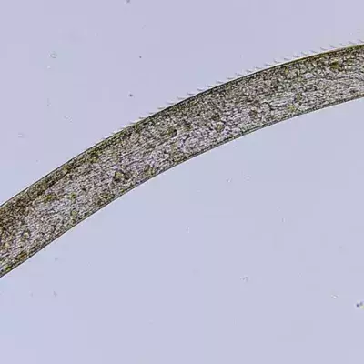  One Of The Fastest Creatures In The World Could Also Be One Of The Smallest