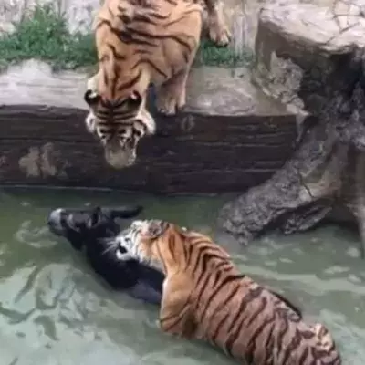 Onlookers Outraged as Donkey Gets Mauled by Tigers at a Chinese Zoo