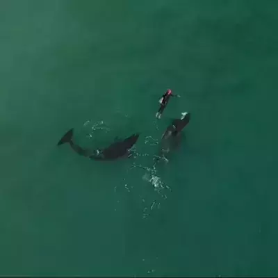 Orcas