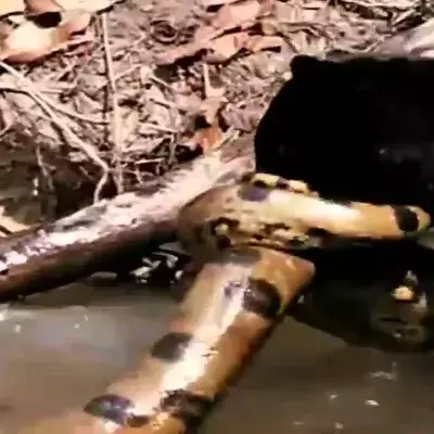 Panther vs anaconda