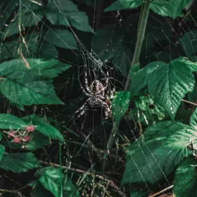 Peacock spider