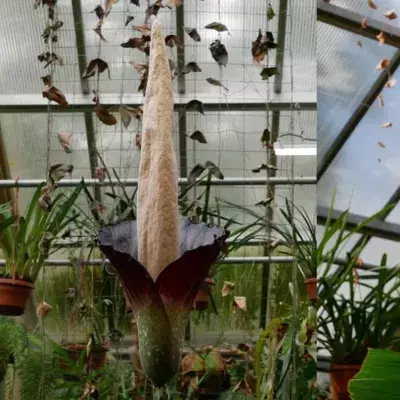 Penis plant