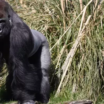 A photograph captures a very rare subspecies of gorillas