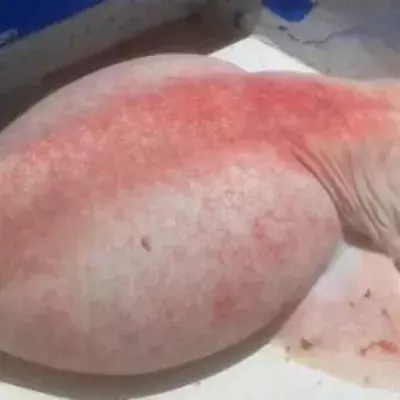 Pink shark left fishermen bewildered