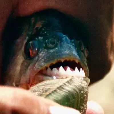 Piranha attack
