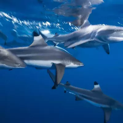 Police finds pool of sharks swimming around a Christmas tree in someone’s living room