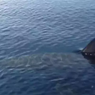 This previously unknown shark left researchers in shock when they looked at its head