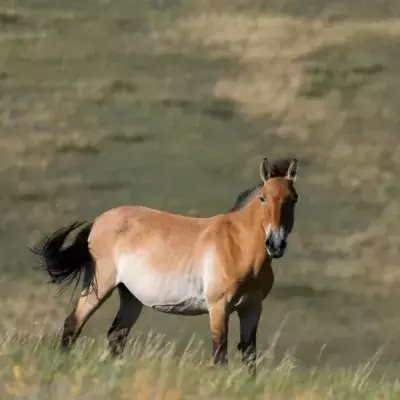 Przewalski's horse