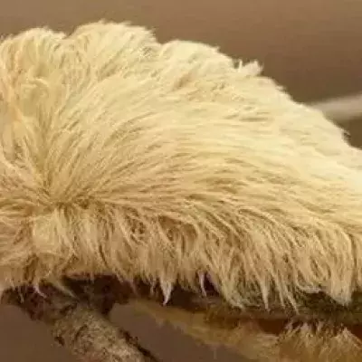 Puss caterpillar