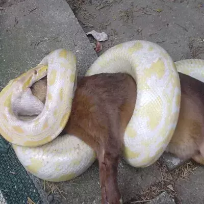 Python eating dog