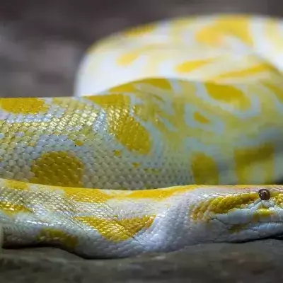 python