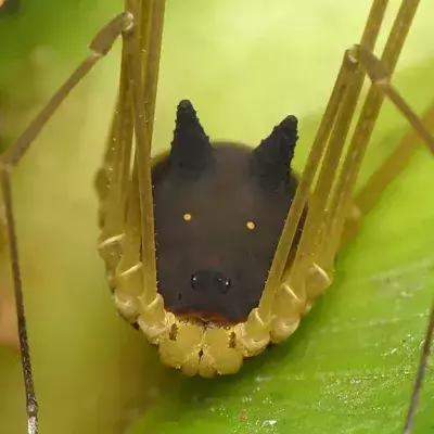Rabbit spider