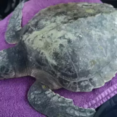 Rare, endangered sea turtle washes up on Welsh beach