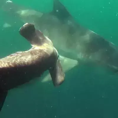 Rare Footage Of A Tiger Shark Attacking A Hammerhead Shark