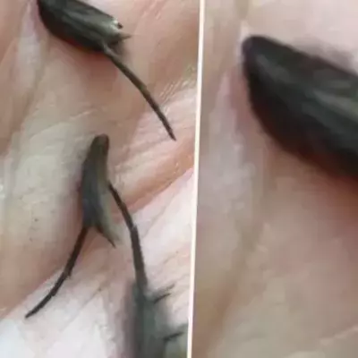 Rat aliens