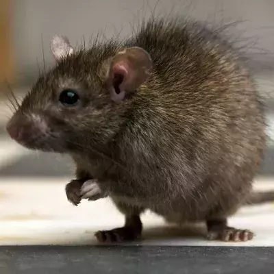 Rat