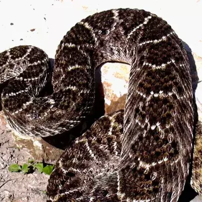 Rattlesnake