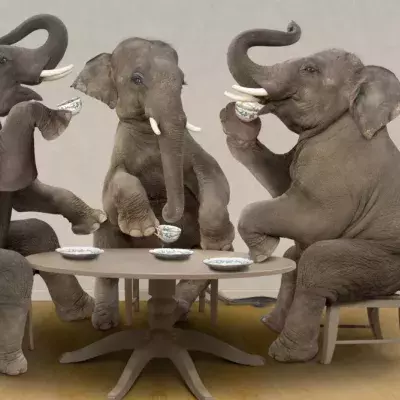 Researchers gave an elephant LSD in the name of science, but it did not go as planned
