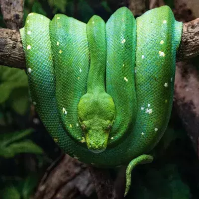 Researchers have discovered a prehistoric snake that could walk