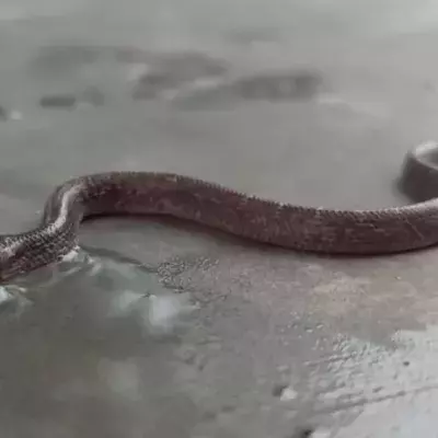 Researchers Recently Found and Took Video of a Rare Two-Headed Wolf Snake