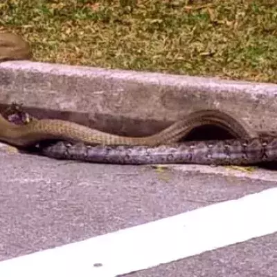 A Royal Cobra Snake And A Python Fight On The Middle Of The Street