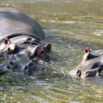 Runny-nosed hippos test positive for Covid-19