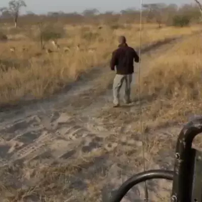 Safari