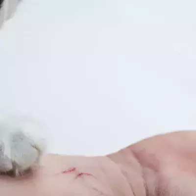 Schizophrenia causing house cat