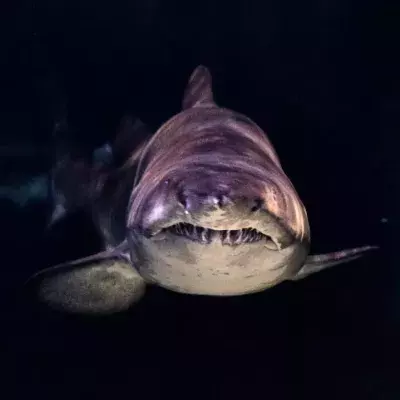 Science finally reveals why sharks attack humans