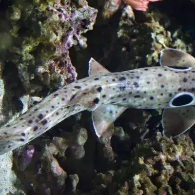 Scientists discover a new species of sharks—walking sharks